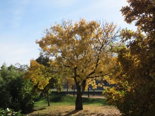 Fraxinus excelsior 'Aurea' (European Ash) in autumn, a spreading tree with golden-yellow foliage on a grassy bank beside water under a blue sky.