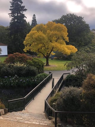 Fraxinus excelsior 'Aurea' (European Ash) in autumn, a broad tree with golden-yellow foliage on a park lawn beside a railed footbridge.