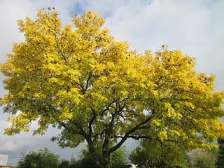 Fraxinus excelsior 'Aurea' (European Ash), a broad deciduous tree with bright golden-yellow foliage and dark branches against a cloudy blue sky.