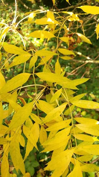 Fraxinus excelsior 'Aurea Pendula' (European Ash), drooping compound leaves with bright yellow leaflets and a small cluster of dark buds against green foliage.