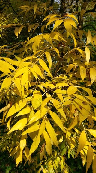 Fraxinus excelsior 'Aurea Pendula' (European Ash) with bright golden-yellow compound leaves hanging in layered sprays against dark branches and green background.