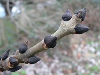 Close-up of a Fraxinus excelsior 'Aurea Pendula' (European Ash) winter twig, showing jet-black buds on a greyish-olive stem with small pale lenticels.