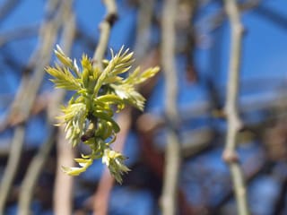 Fraxinus excelsior 'Aurea Pendula' (European Ash) in early spring, with fresh yellow-green leaves unfurling on a bare branch against blue sky.