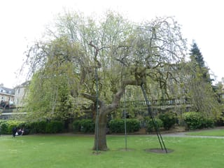 Fraxinus excelsior 'Aurea Pendula' (European Ash), a mature weeping tree with a gnarled trunk and drooping branches in early spring leaf, on a lawn with metal support poles.