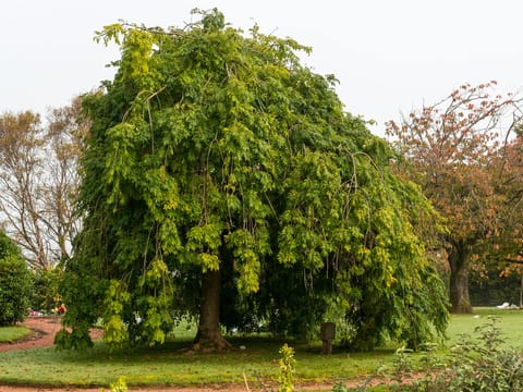 Fraxinus excelsior 'Aurea Pendula'