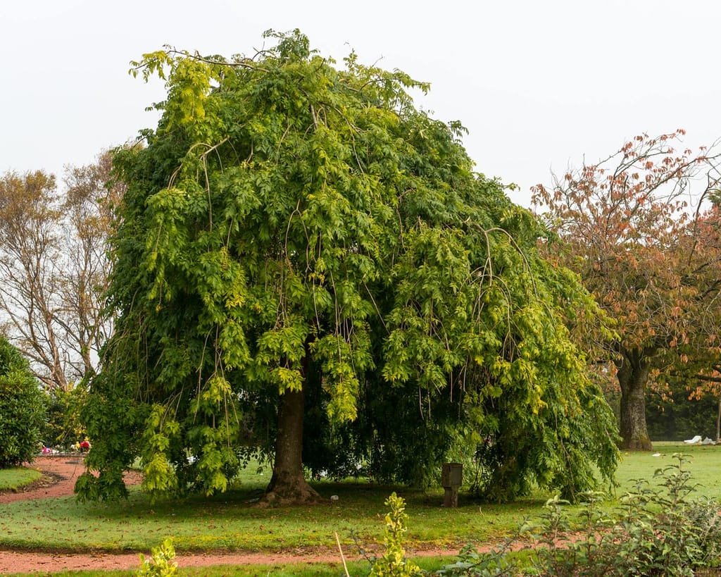 Fraxinus excelsior 'Aurea Pendula' (European Ash), a mature weeping tree with cascading branches of green-yellow compound leaves, standing on a lawn beside a path.