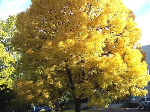 Fraxinus excelsior 'Aurea'