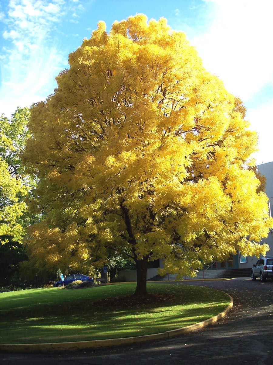 Fraxinus excelsior 'Aurea' (European Ash), a mature tree with a rounded crown of golden-yellow foliage, growing on a lawn beside a driveway.