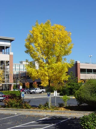 Fraxinus excelsior 'Green Glow' (European Ash) in full yellow autumn colour, an upright rounded tree growing beside a car park with buildings behind.