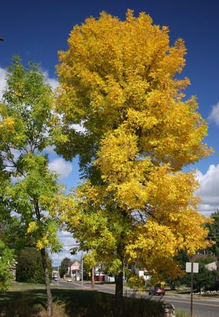 Fraxinus excelsior 'Green Glow' (European Ash) in autumn, a tall upright tree with golden-yellow foliage beside a street under a blue sky.