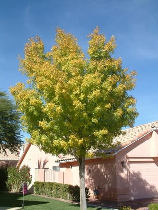 Fraxinus excelsior 'Green Glow' (European Ash), an upright tree with yellow-green autumn foliage on a slender grey trunk, growing on a lawn beside a pink house.