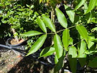 Fraxinus excelsior 'Green Glow' (European Ash) compound leaf with glossy green serrated leaflets on a slender stem, with potted nursery trees behind.