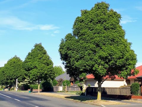 Fraxinus excelsior 'Green Glow'