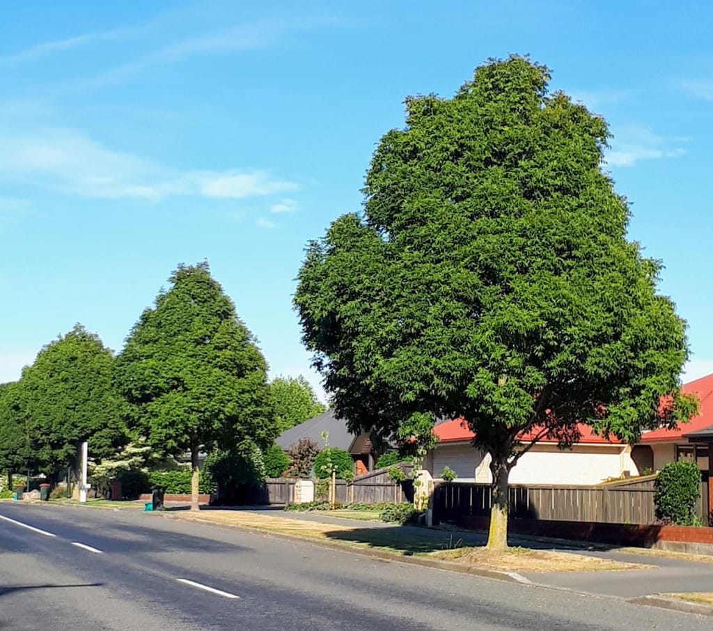 Fraxinus excelsior 'Green Glow' (European Ash), an upright street tree with a dense green summer canopy beside a suburban road and fences.
