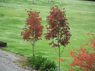Two young Fraxinus excelsior 'Purple Spire' (European Ash) trees with narrow upright form and reddish-purple autumn foliage, standing on a mown lawn beside a gravel path.
