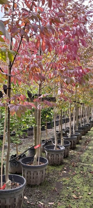 Fraxinus excelsior 'Purple Spire' (European Ash) standing in a row of potted nursery trees, with staked slender trunks and pinnate leaves turning red, purple and orange.
