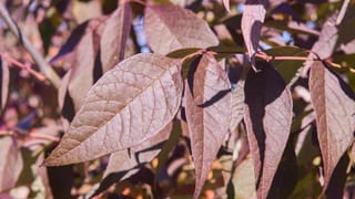 Close-up of Fraxinus excelsior 'Purple Spire' (European Ash) leaves in sunlight, showing prominent veins and deep purple-bronze autumn colour with green patches.