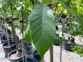 Fraxinus excelsior 'Purple Spire' (European Ash) leaf, close-up, dark green with prominent veins, with staked young trees in black nursery pots behind.