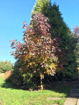 Fraxinus excelsior 'Purple Spire' (European Ash) in autumn, with purple, orange and yellow-green leaves on a slim trunk beside a lawn and dark conifers.