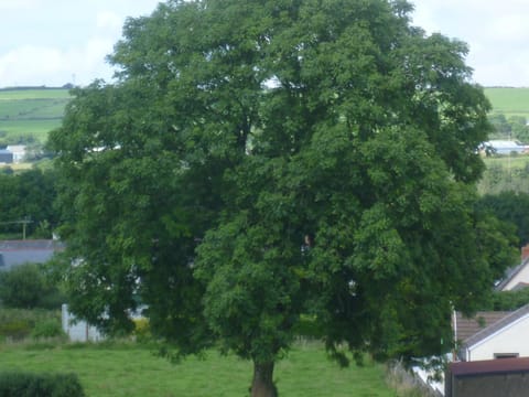 Fraxinus excelsior