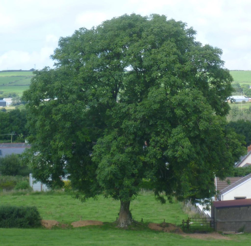Mature Fraxinus excelsior (European Ash) with a broad, rounded crown of dark green summer leaves, standing in a grassy paddock beside farm buildings.