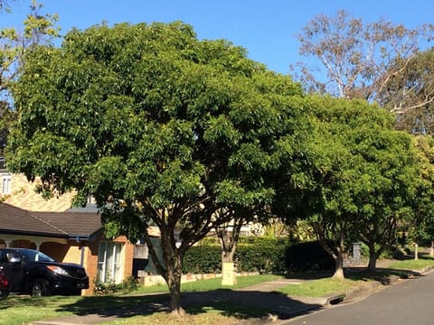 Fraxinus griffithii
