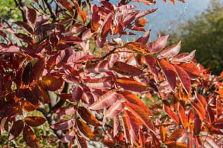 Fraxinus ornus (Manna Ash) branches with pinnate leaves turned deep red, burgundy and orange in autumn, against a blurred green and blue background.