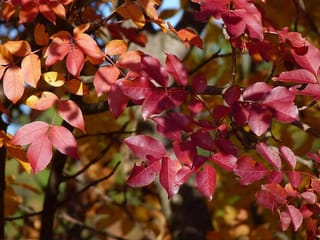 Fraxinus ornus (Manna Ash) branches in autumn, with pinnate leaves turning crimson, red-purple and orange against dark twigs and a blurred background.