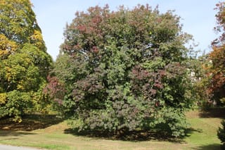 Mature Fraxinus ornus (Manna Ash) with a broad rounded crown of green foliage turning purple-red, standing on a grassy lawn in autumn.