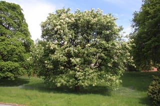 Fraxinus ornus (Manna Ash) in full spring bloom, a rounded tree covered in creamy white flower clusters, standing on a grassy lawn.