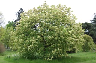 Fraxinus ornus (Manna Ash) in full spring bloom, a rounded tree covered in creamy white flower clusters, standing on a lawn.