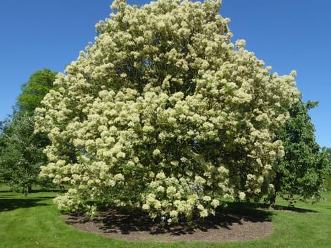 Fraxinus ornus
