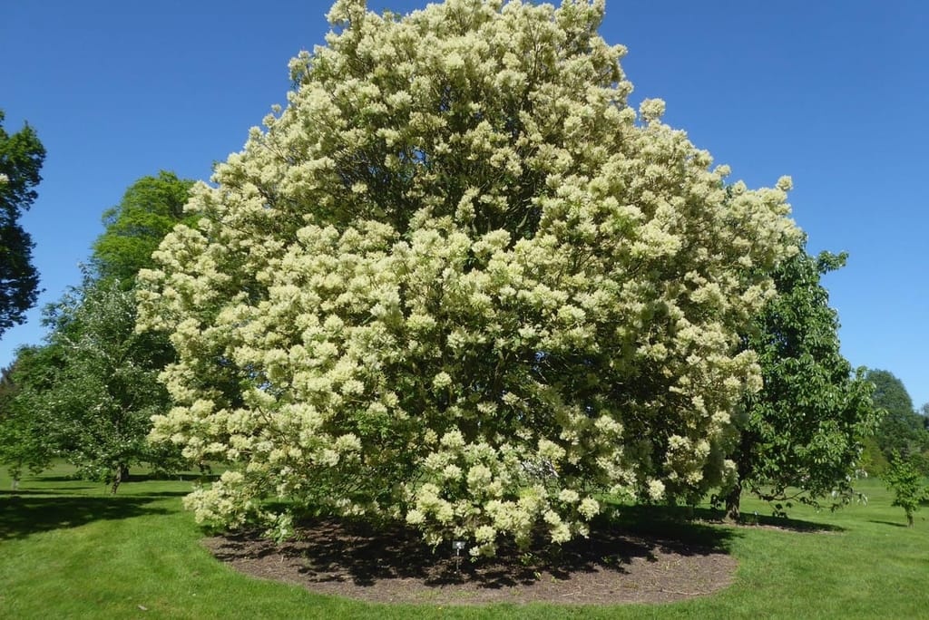Fraxinus ornus (Manna Ash) in full bloom, a rounded tree covered in creamy white flower clusters, standing on a mulched circle on lawn under blue sky.