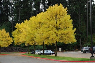 Fraxinus pennsylvanica 'Annesbrook' (Green Ash) trees in bright yellow autumn foliage, planted along a car park grass strip in front of dark conifers.