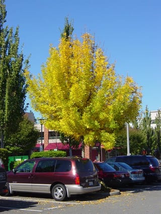 Fraxinus pennsylvanica 'Annesbrook' (Green Ash) in vivid yellow autumn colour, growing in a car park beside parked vehicles under a clear blue sky.