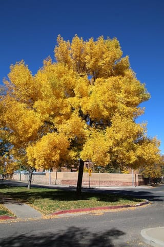 Fraxinus pennsylvanica 'Annesbrook' (Green Ash) in full yellow autumn colour, growing on a street corner lawn beside a footpath and adobe-style wall.