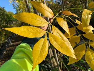 Fraxinus pennsylvanica 'Annesbrook' (Green Ash) pinnate leaves turned bright yellow in autumn, held up in a nursery row beside young staked trunks.
