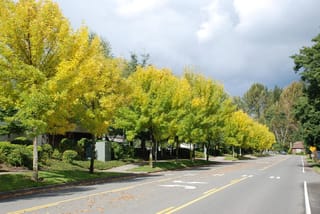 Fraxinus pennsylvanica 'Annesbrook' (Green Ash) street trees with yellow-green autumn foliage lining a road beside a grass verge under a cloudy sky.
