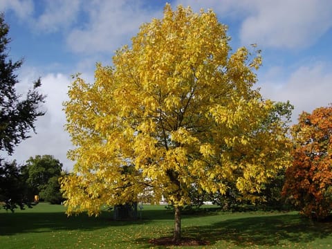 Fraxinus pennsylvanica 'Annesbrook'