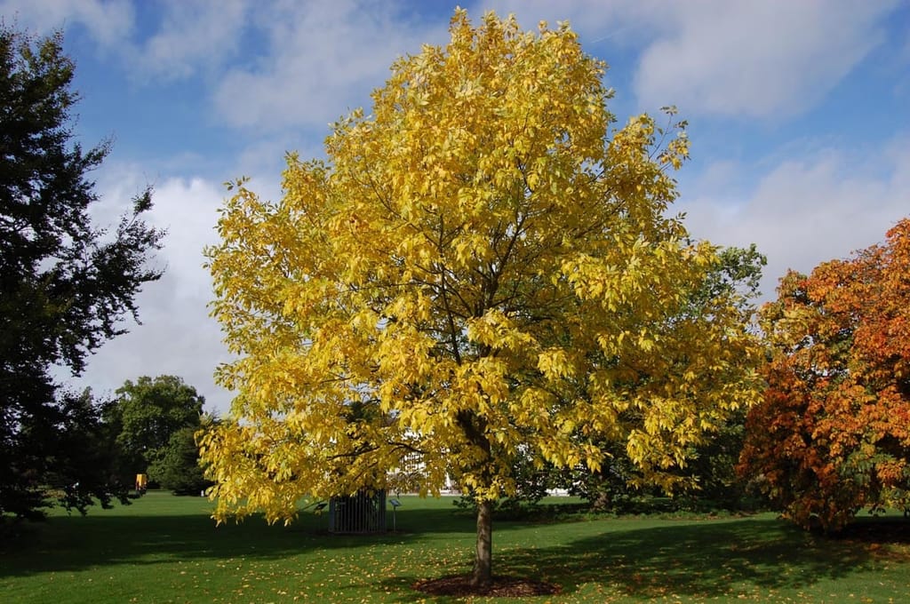 Fraxinus pennsylvanica 'Annesbrook' (Green Ash) in autumn, a single tree with golden-yellow foliage standing on a lawn beneath a blue sky.