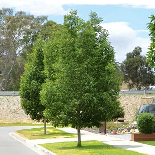 Fraxinus pennsylvanica 'Cimmzam' (Green Ash), a young upright tree with dense green summer foliage, planted on a grass verge beside a street and footpath.