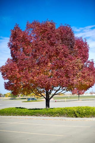 Fraxinus pennsylvanica 'Cimmzam' (Green Ash) in autumn, with a rounded crown of red and orange foliage on a single trunk in a car park.