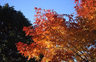 Fraxinus pennsylvanica 'Cimmzam' (Green Ash) in autumn, its pinnate leaves glowing orange to red against a blue sky beside a dark green tree.