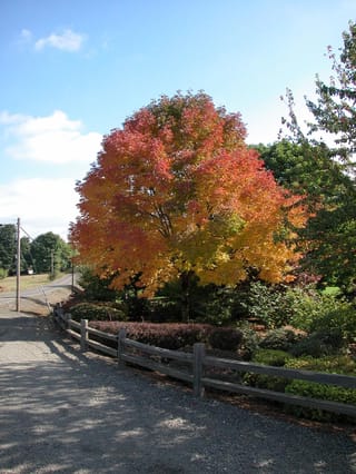Fraxinus pennsylvanica 'Cimmzam' (Green Ash) in autumn, a rounded tree with orange, red and yellow foliage beside a timber fence and gravel road.