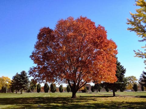 Fraxinus pennsylvanica 'Cimmzam'