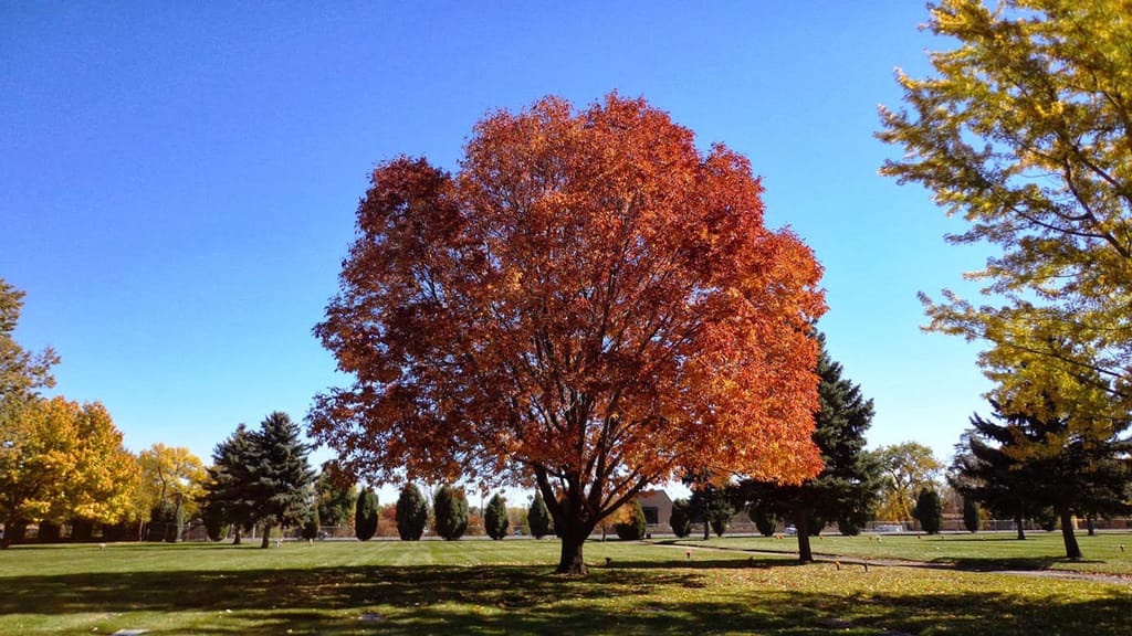 Fraxinus pennsylvanica 'Cimmzam' (Green Ash) in autumn, a rounded tree with fiery orange-red foliage on a grassy lawn under clear blue sky.