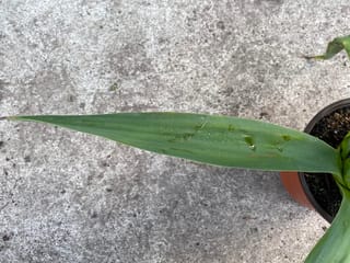 Furcraea guatemalensis (Guatemalan Furcraea) young potted plant with a long, smooth green pointed leaf with water droplets, resting over a concrete surface.