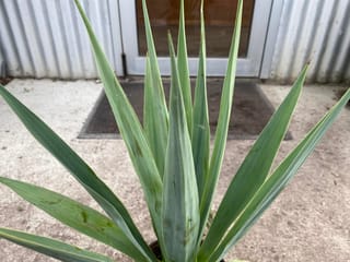 Furcraea guatemalensis (Guatemalan Furcraea) rosette of upright blue-green, sword-shaped leaves with smooth edges, in a pot on a concrete floor.