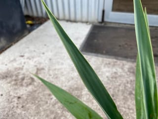 Furcraea guatemalensis (Guatemalan Furcraea) with long, pointed green leaves with pale edges, photographed over a concrete path and a doormat.