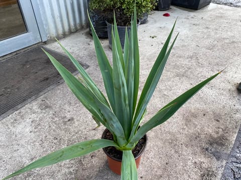Furcraea guatemalensis